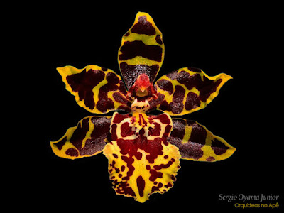 Orquídea Colmanara híbrida