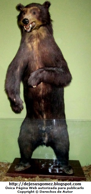 Oso andino Foto del Oso Andino (Disecado) del Museo de Historia Natural. Foto del oso andino de Jesus Gómez