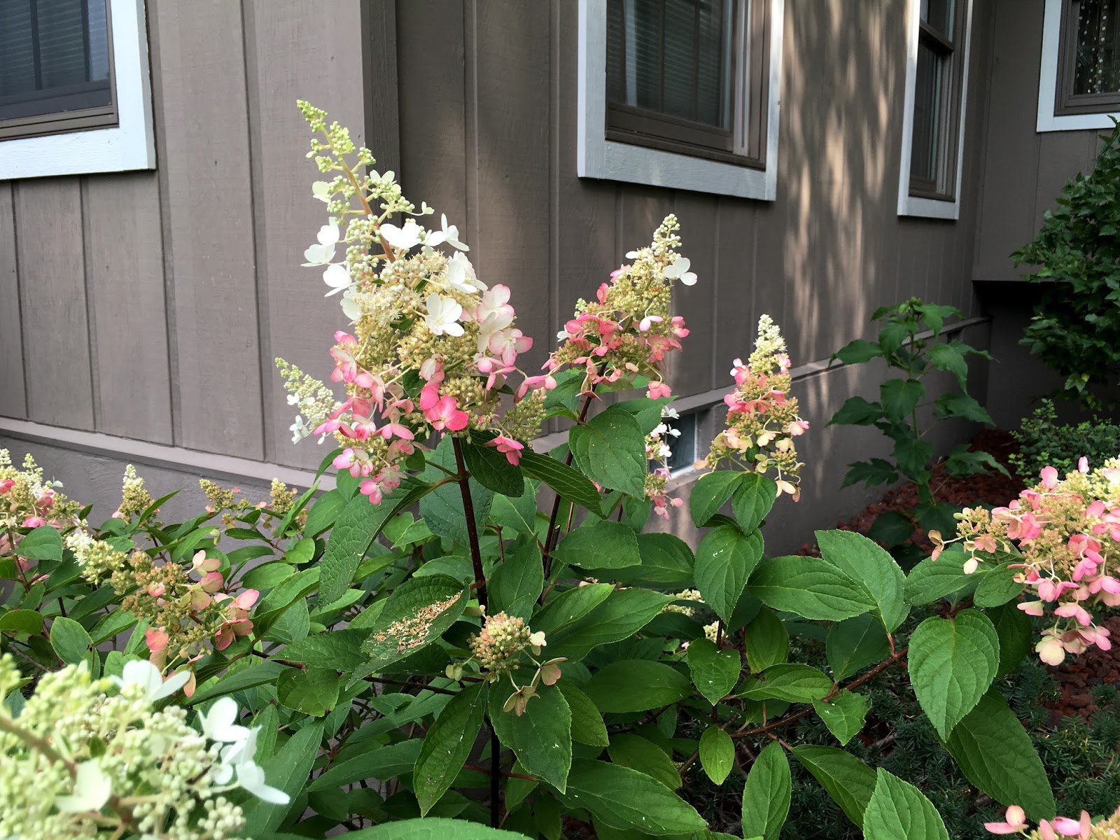 Limelight And Little Lime Hydrangea Great Shrubs For Any Garden