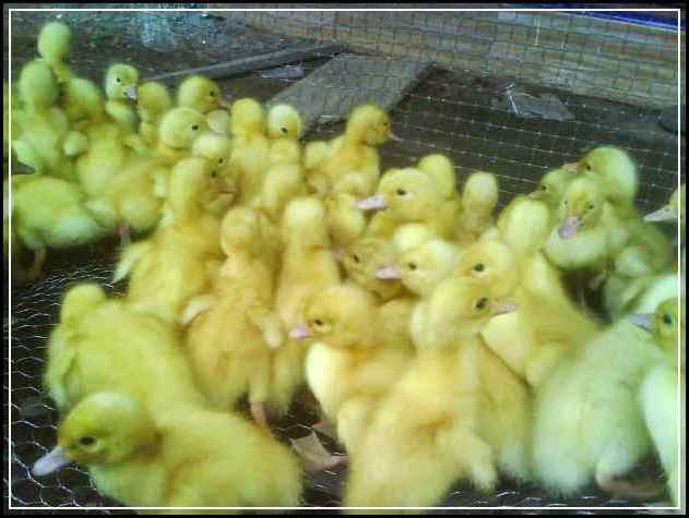 65 Gambar Bebek Yang Paling Gampang Paling Keren 65 Gambar Bebek Yang Paling Gampang Paling Keren