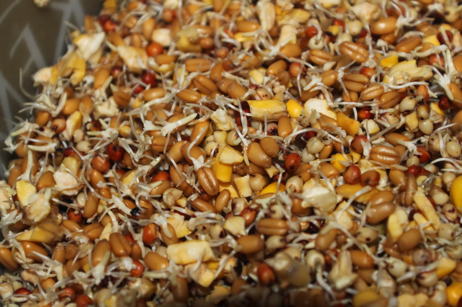 Easy Living the Hard Way Sprouting Grains For the Chickens