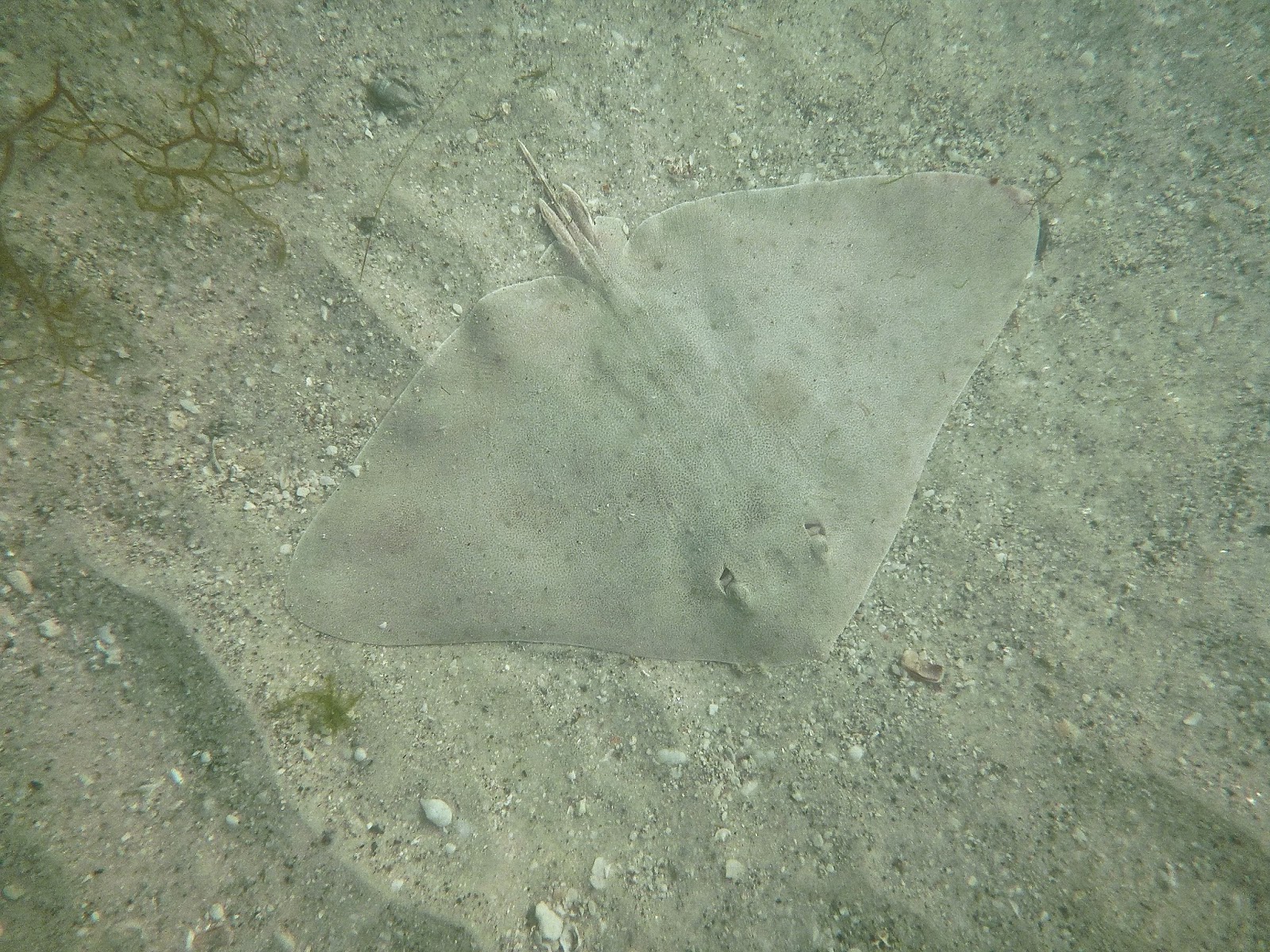 Sarasota Marine Organism Identification Guide Smooth Butterfly Ray