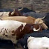 Vídeo online del primer encierro de San Fermin 2017 toros de 'Cebada Gago'