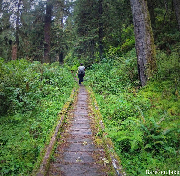 north fork quinault trail