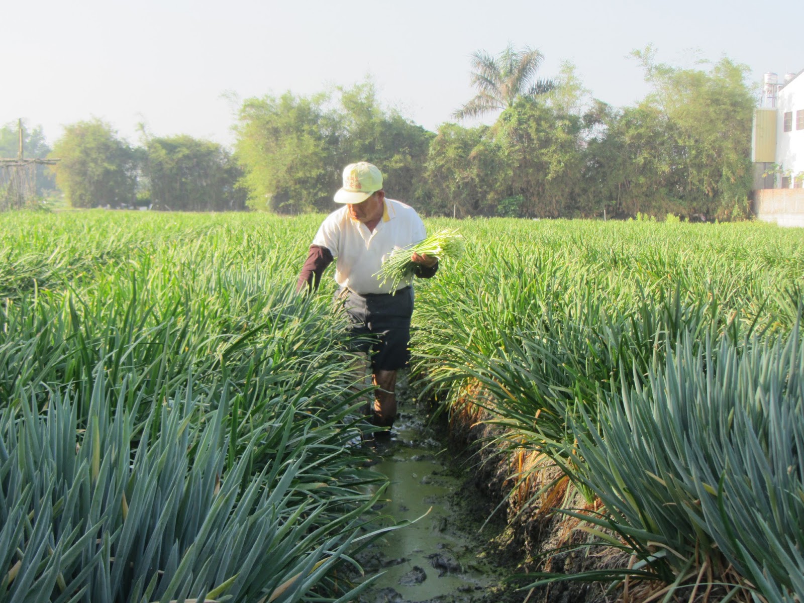 Estudiando Agricultura en Taiwán: Cebollino chino (1): elevar siembra