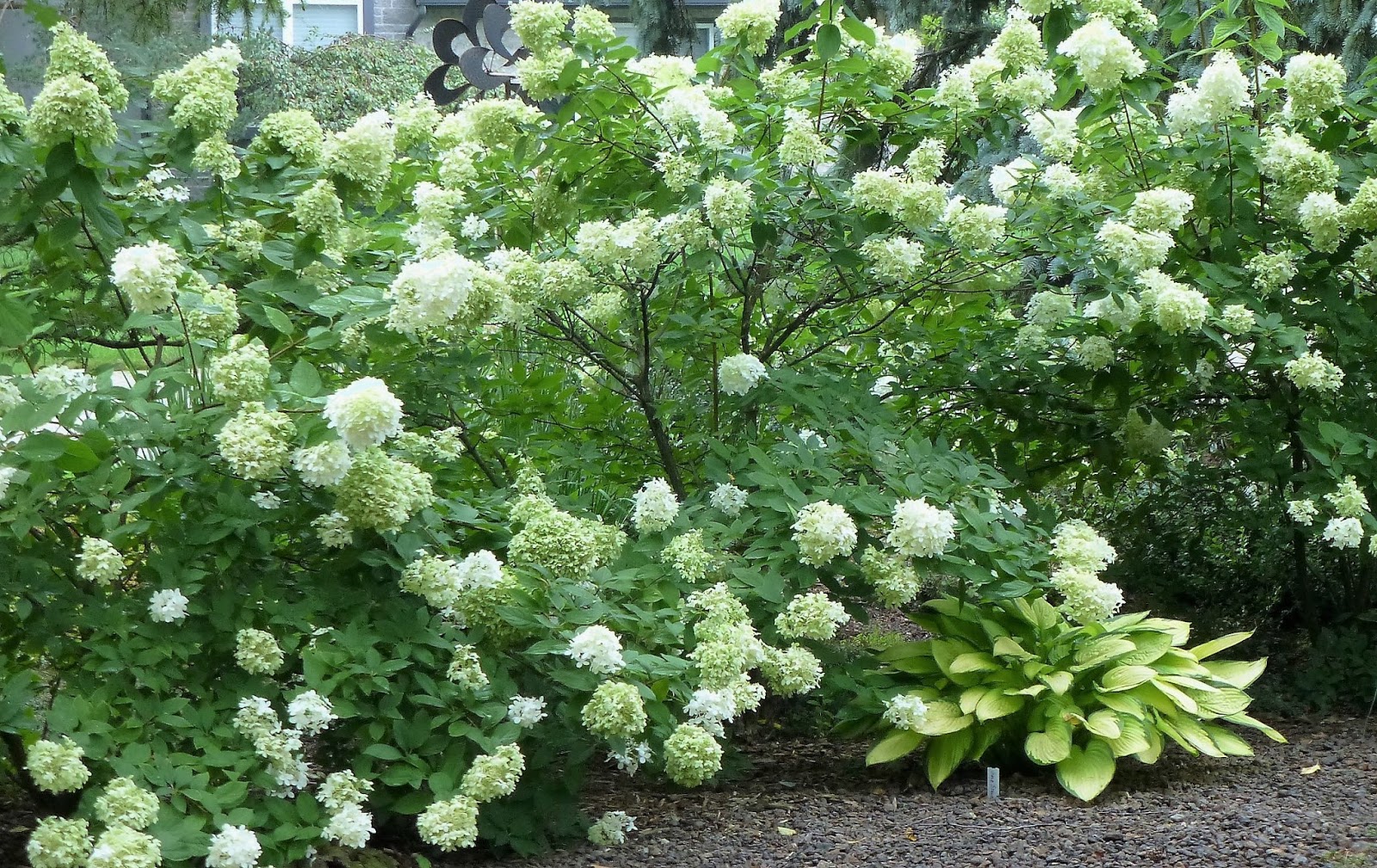 Limelight Hydrangeas In Bloom