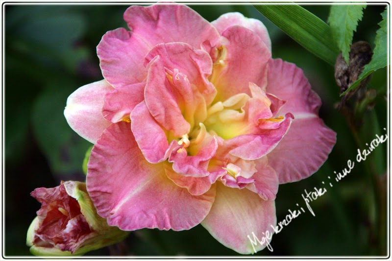 liliowce, odmiany liliowców, lily varieties liliowce, odmiany liliowców, lily varieties