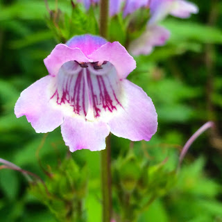 Viola Flower, Glasgow