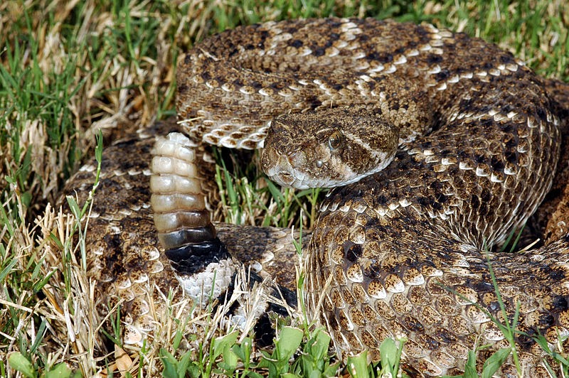 What is the world's most venomous snake?