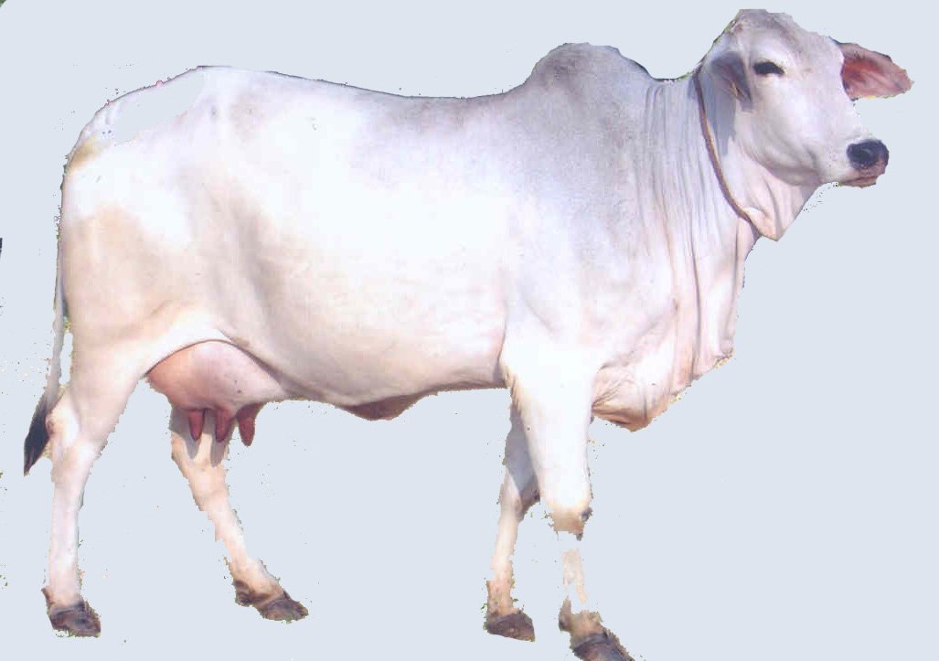 Scientific Name of Cow | Gaay ka vaigyanik name | गाय का वैज्ञानिक नाम