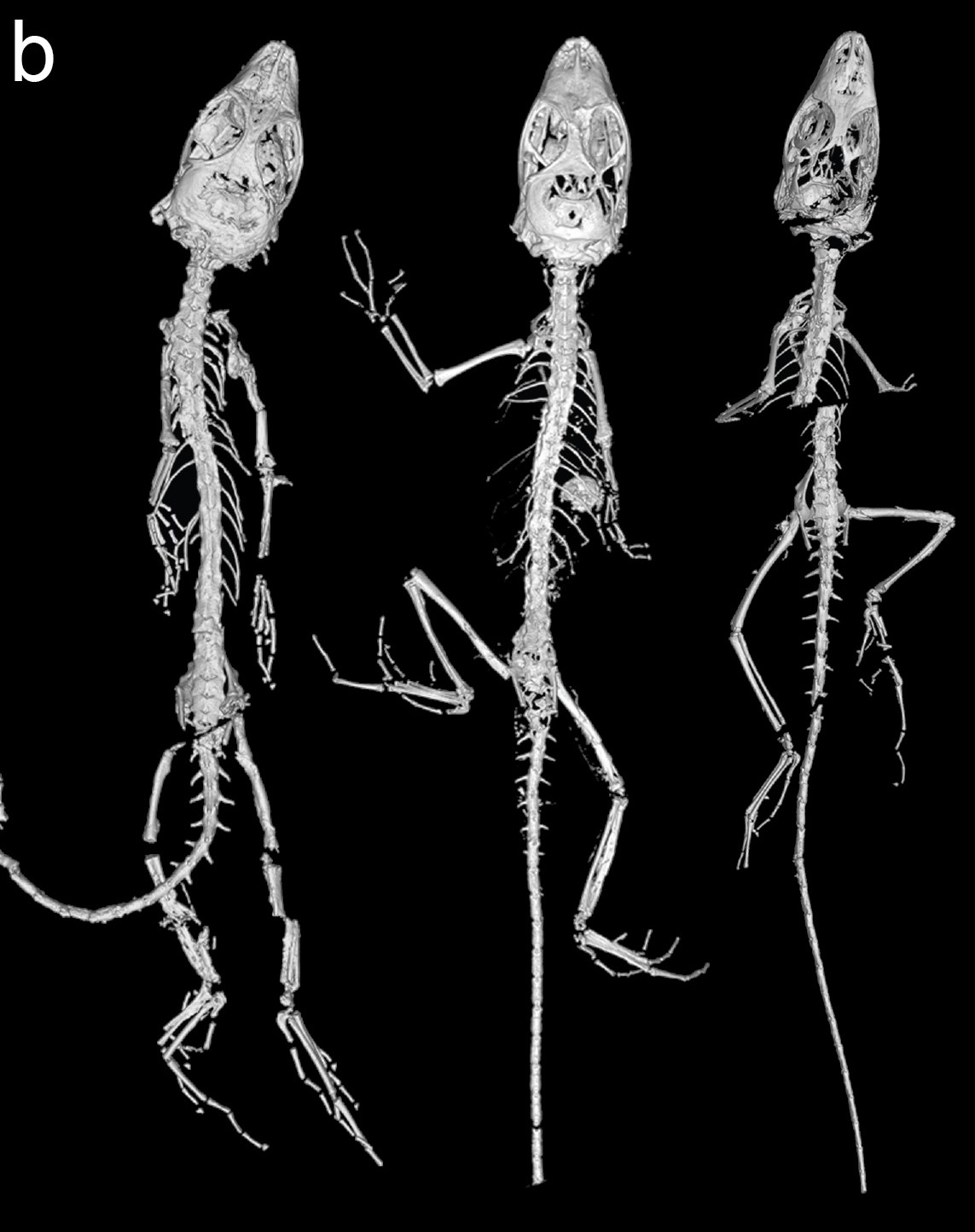 완벽하게 보존된 2000만 년 전 도마뱀