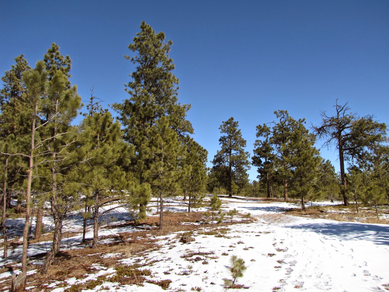 Go Hike Colorado Black Forest Regional Park, El Paso County
