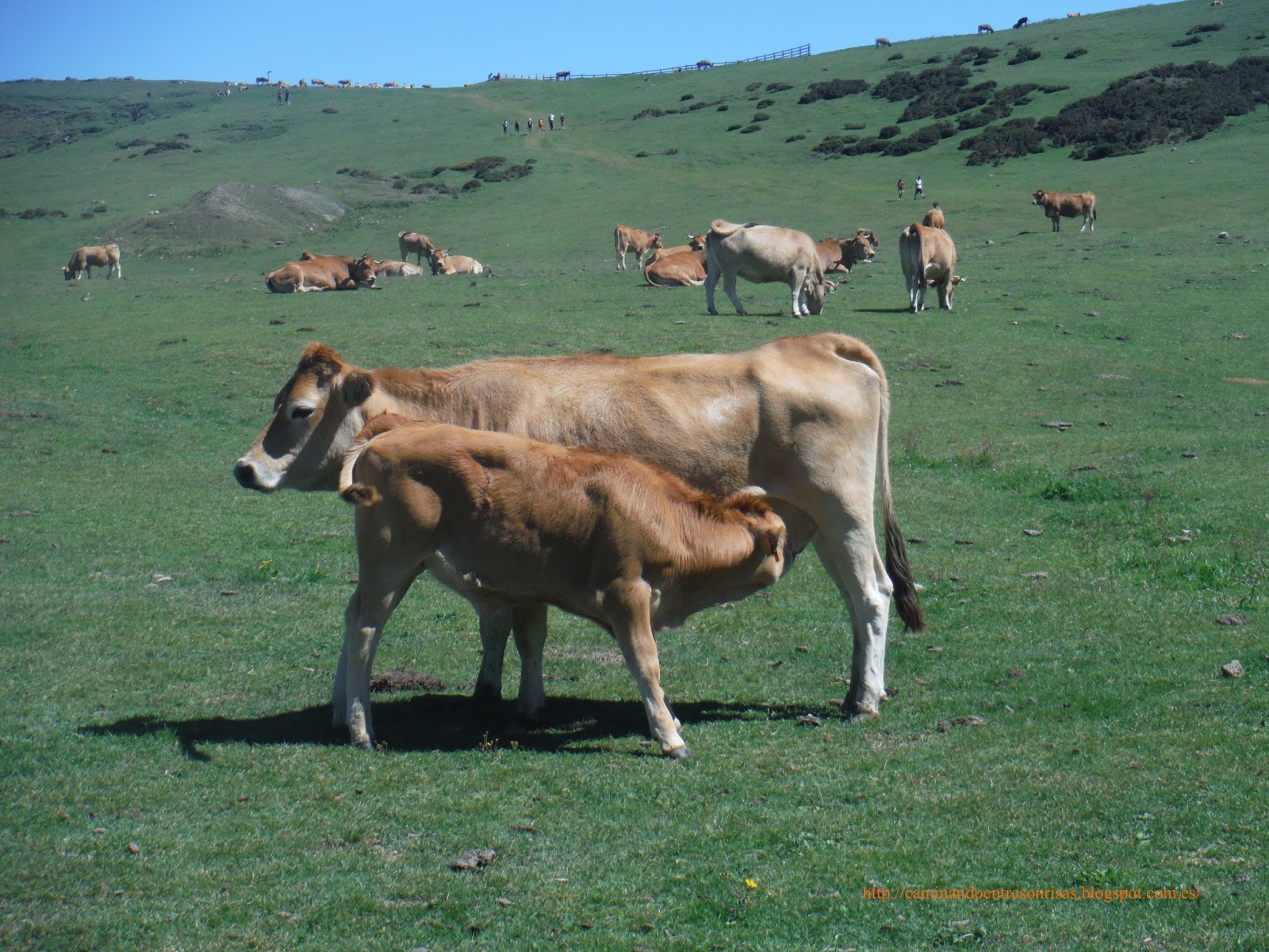 Caminando entre sonrisas Lagos de Covadonga