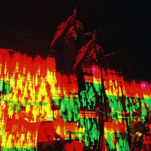 Rattlesnake king gizzard Rattlesnake king gizzard