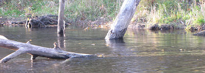 Pere Marquette river logs