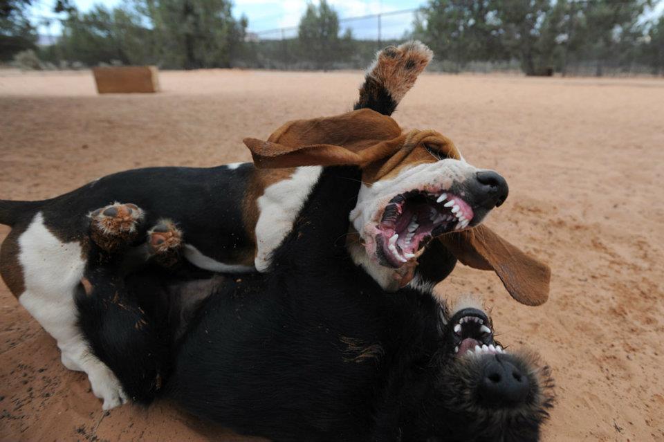 The Dog Park Goer's Guide Lip Twitching