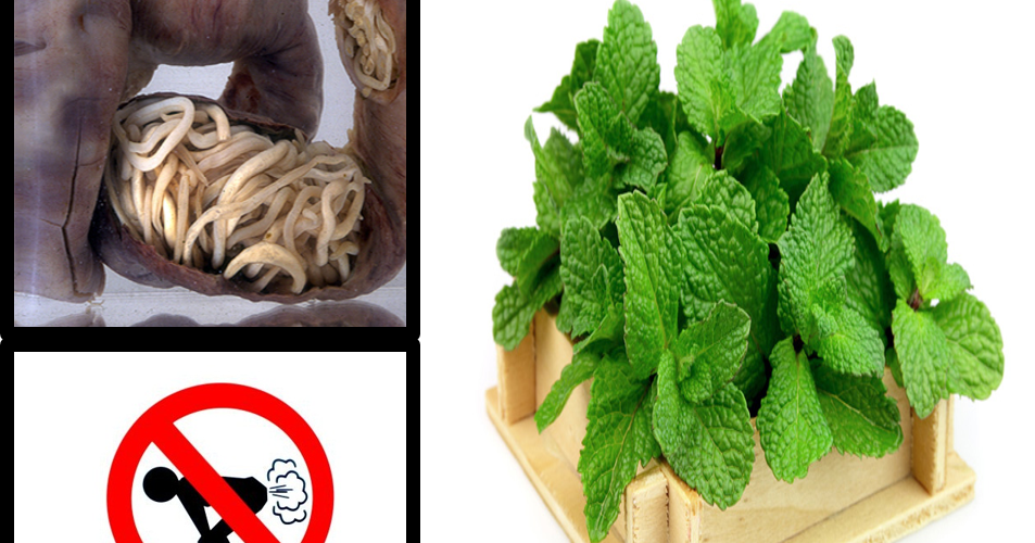 Receta Con Menta Para Combatir Las Lombrices, Flatulencia Receta Con Menta Para Combatir Las Lombrices, Flatulencia