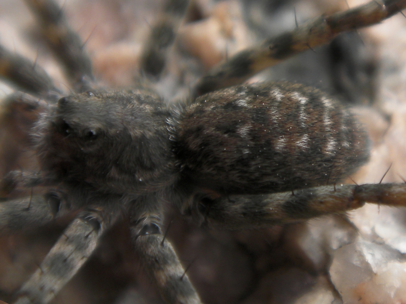 Quaoar Power Zoo Colorado Wolf Spiders