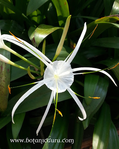 Hymenocallis speciosa, Spider Lily or Green-tinge Spiderlily flower closer look
