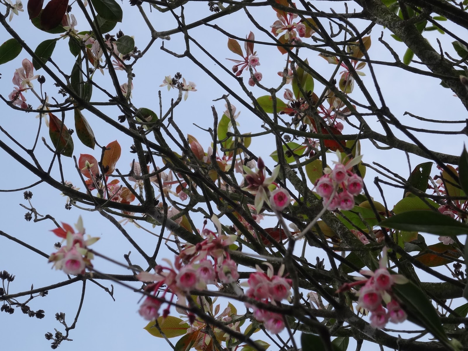 WEBS OF SIGNIFICANCE: The flowers I most look forward to catching sight