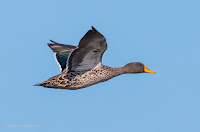 Birds in Flight with Canon EOS 70D: Yellow-Billed Duck