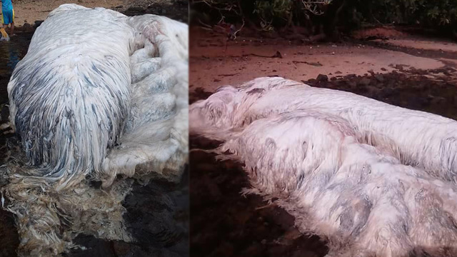 ‘Sea Monster’ Washed Ashore Eastern Philippines Was Actually A Whale Carcass ‘Sea Monster’ Washed Ashore Eastern Philippines Was Actually A Whale Carcass
