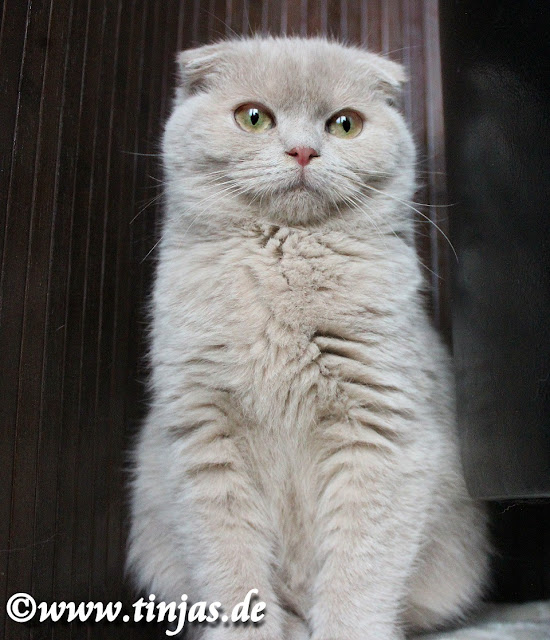 Scottish Fold Fawn und cinnamon Scottish Fold Katzenzucht fawn und cinnamon