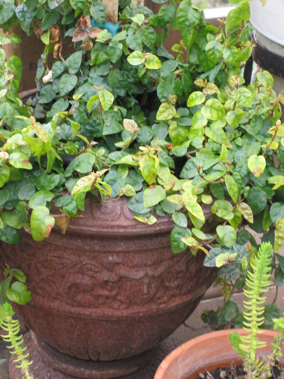 Exploring the Wonders of Life: On Gardening