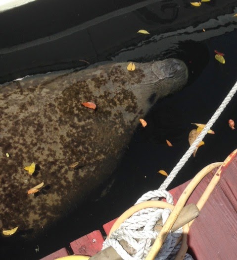 EYE ON MIAMI: Did I See a Manatee In the Throes of Death Yesterday? By