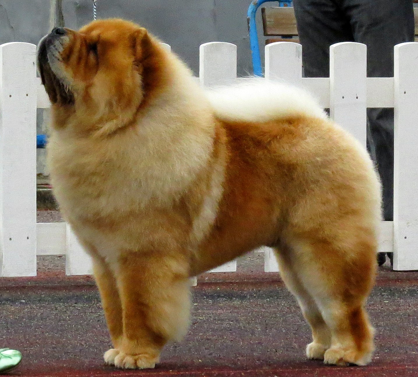 80 Fluffy Dog Breeds The Comprehensive AKC Double Coated