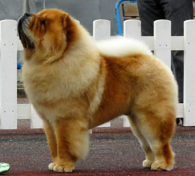 Double Coated Fluffy Dog Breed the Chow Chow