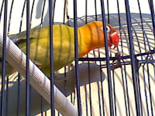 lovebird cacingan lovebird cacingan