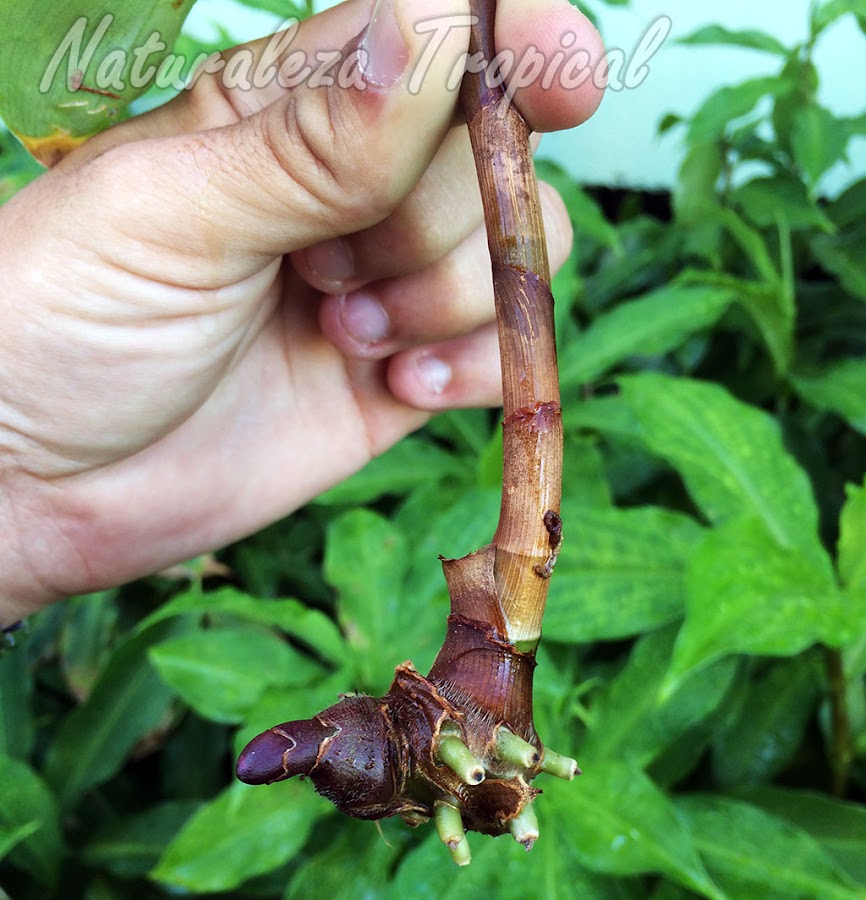 Rizoma de la planta ornamental y medicinal Costus pictus (caña mexicana)