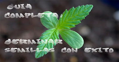 germinación semillas de marihuana germinación semillas de marihuana