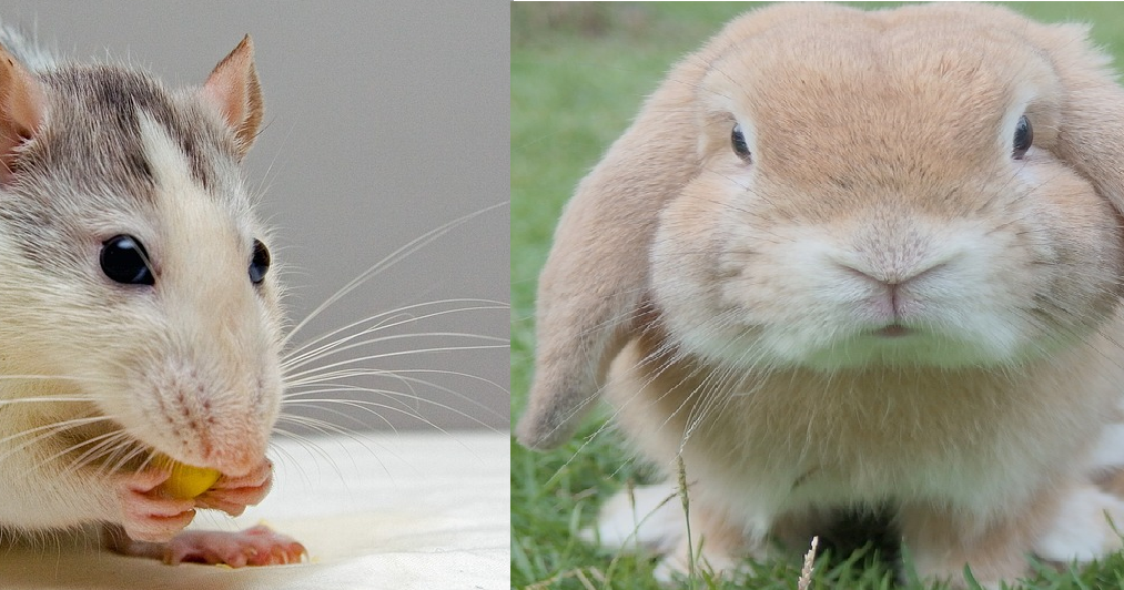 Chinese Horoscope Compatibility between a Rat and a Rabbit