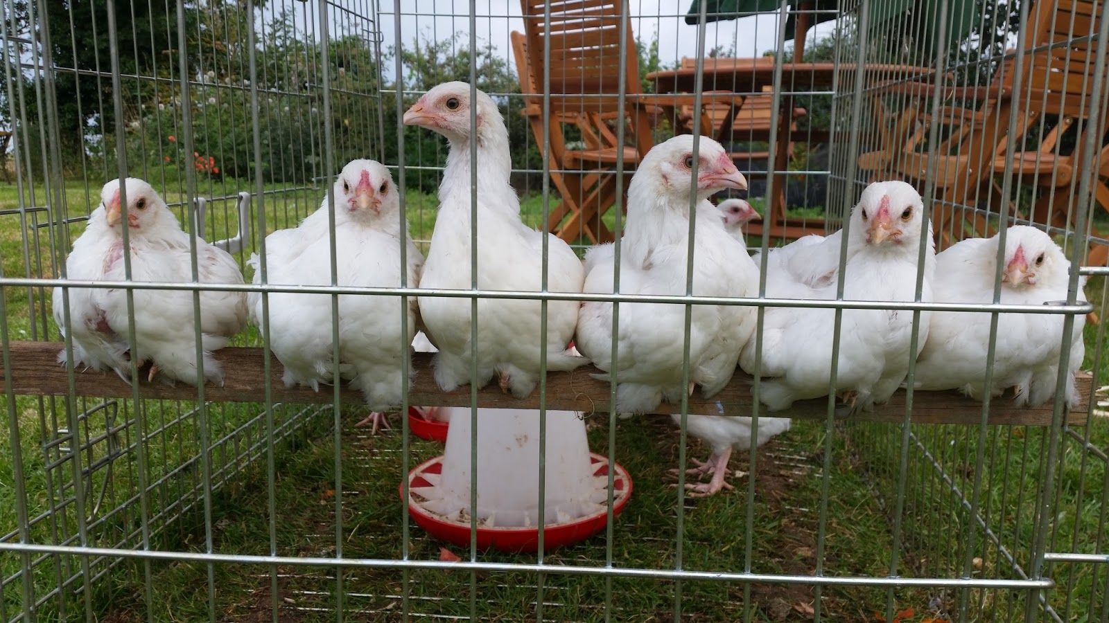 Tales from Swallow Farm Broad Beans Sleeping In A Blankety Bed...