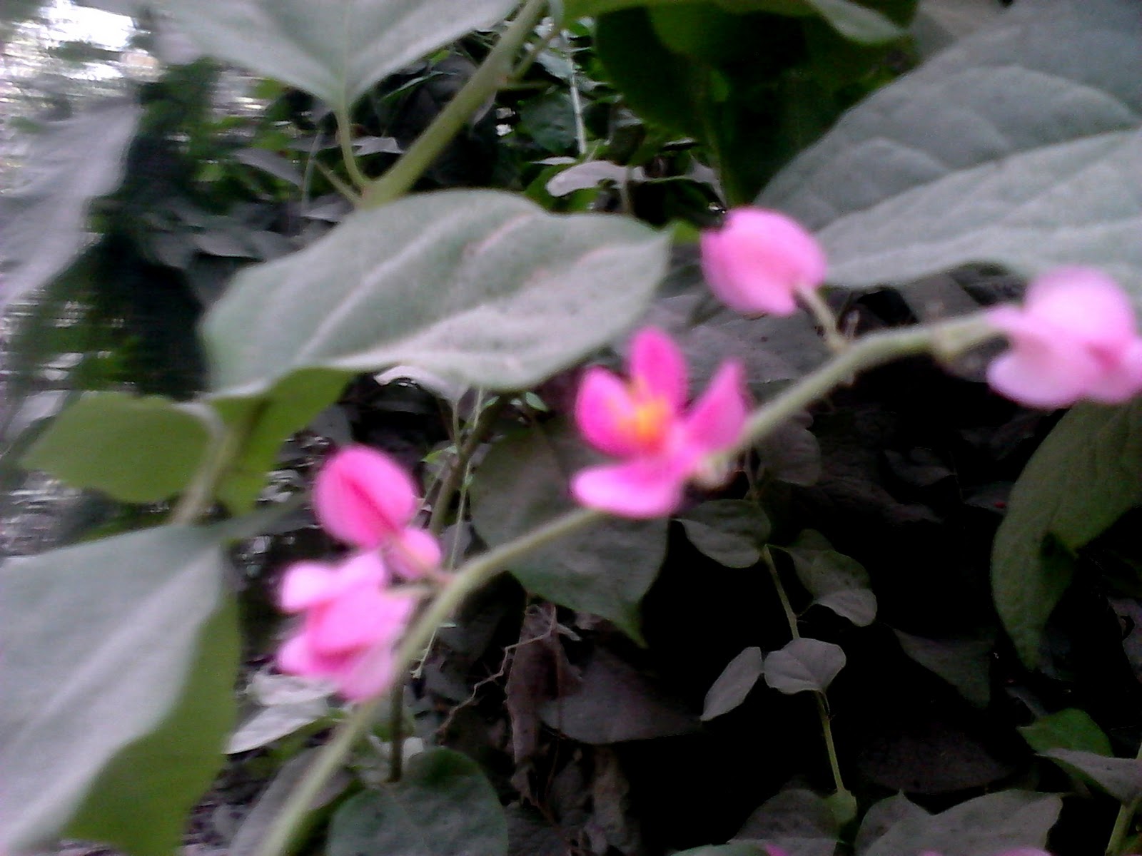 Garden Care Simplified Honolulu Creeper Chain of Love Vine