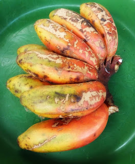 18 manfaat pisang merah untuk kesehatan dan kecantikan