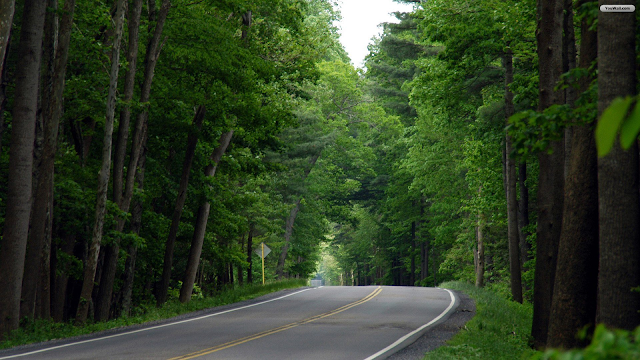 Road wallpaper with trees
