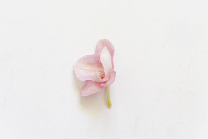 dying pink orchid single orchid bloom