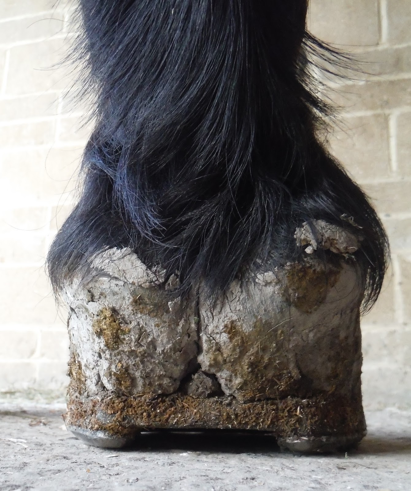 Barefoot Horse Blog High Heels are not a good thing