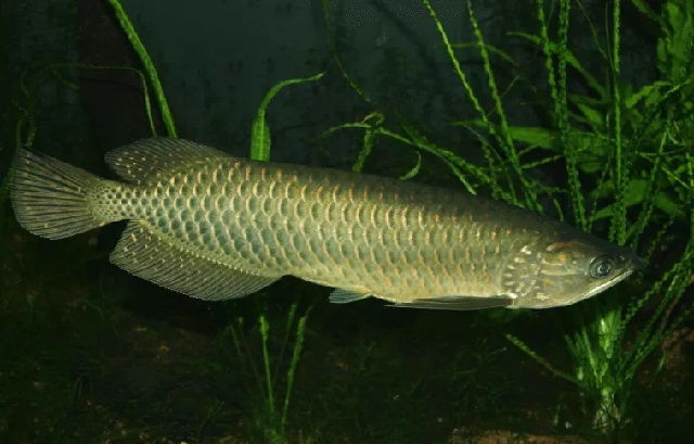 Jenis Ikan Arwana SCLEROPAGES JARDINI ARWANA IRIAN