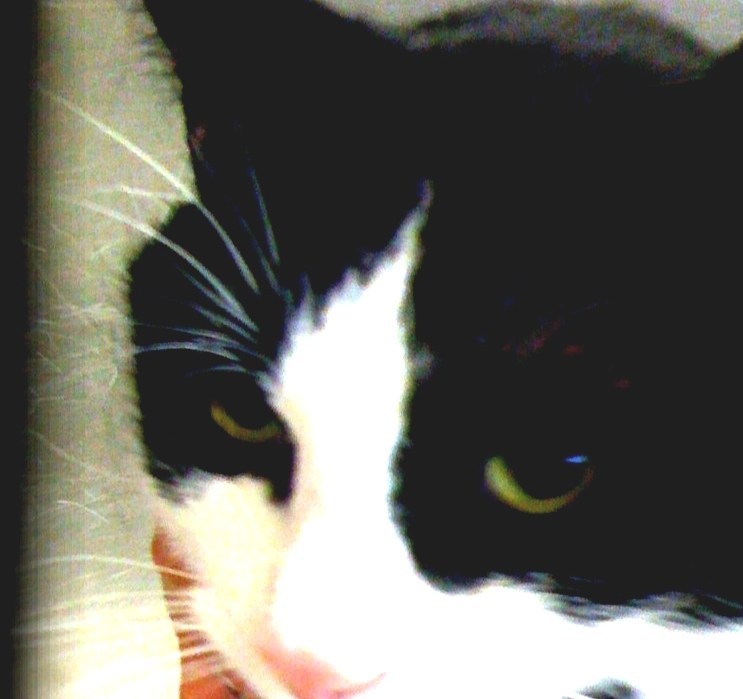 Bicolor Cat Black And White Cat Breeds