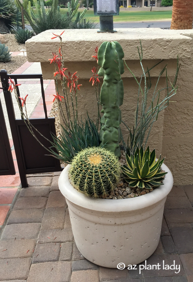 How to Fertilize Cactus and Succulents in Containers Ramblings from a