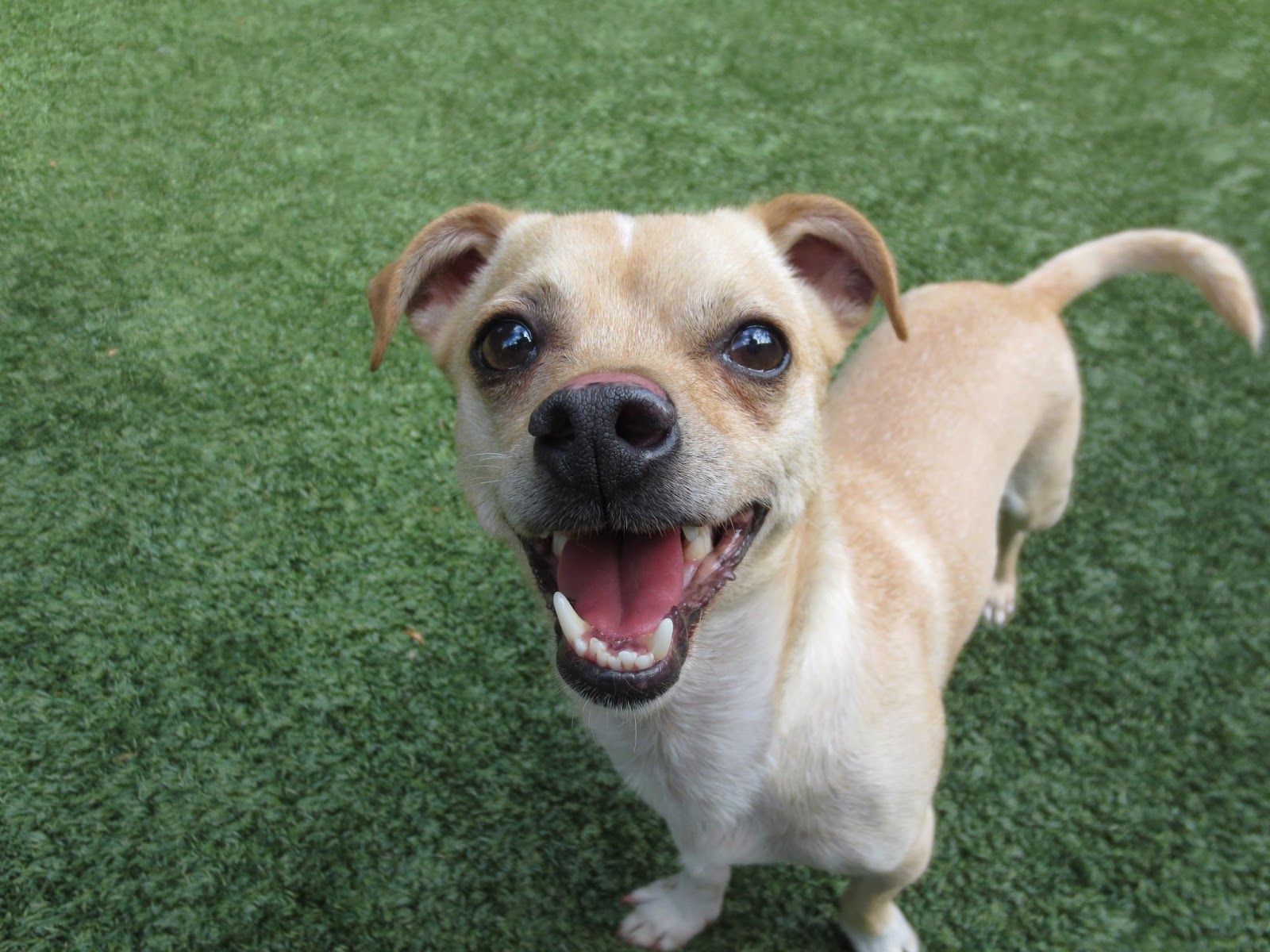 TAILS FROM DUBLIN CREEK