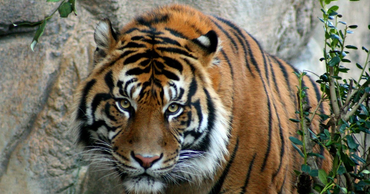 Life As A Zookeeper: Crouching Tiger, Hidden Jaguar
