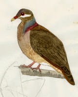 Bridled quail dove