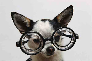 Dog has a pair Dog has a pair