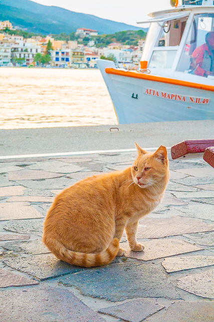 Cats of Greece - cats are common place in Greece. They are well taken care of by the community and very friendly. You can even pet them if you wish! Here are some of the cats we found in Poros, Epidavros, Náfplio, and Hydra. #cats #travel #greece #europe Cats of Greece - cats are commonplace in Greece. They are well taken care of by the community and very friendly. You can even pet them if you wish! Here are some of the cats we found in Poros, Epidavros, Náfplio, and Hydra. #cats #travel #greece #europe