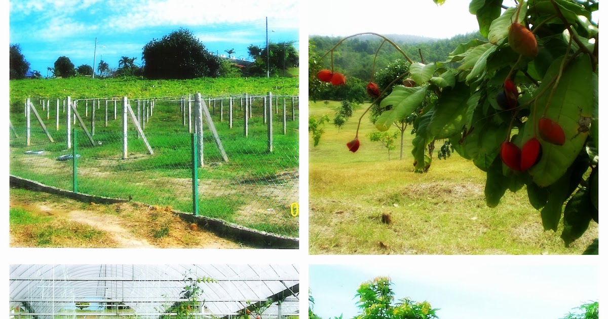 Melaka Tropical Fruit Farm: ATTRACTION